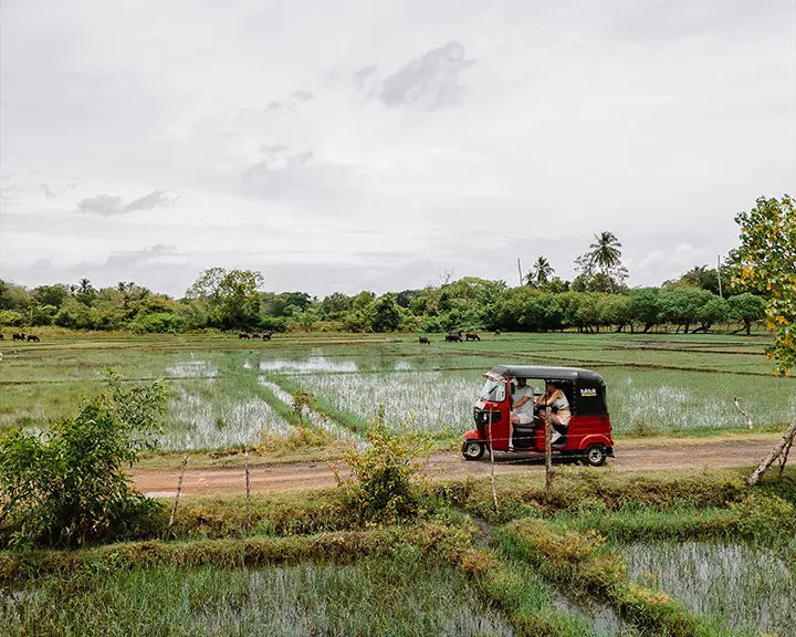 Met de tuktuk in Sri Lanka langs theeplantages